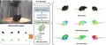 MoReMouse: Monocular Reconstruction of Laboratory Mouse